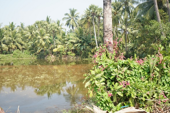 kandlakoya6 kandlakoya6